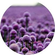 Shop Purple Formal Dresses
